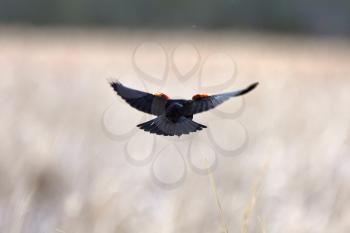 Red winged Blackbird in flight
