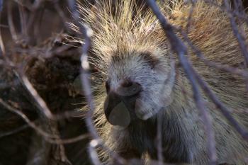 Porcupine in sunlight and shadow