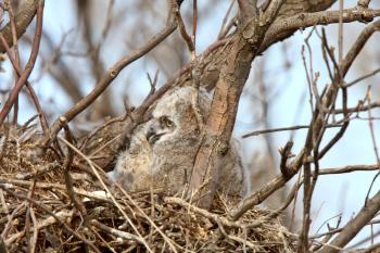 Great Horned Owl owlet in nest 