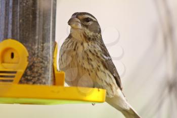 Song Sparrow on bird feeder