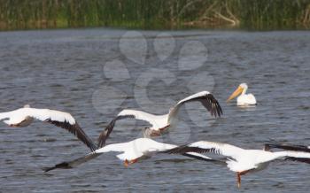White Pelicans flying over Chaplin Lake marshes