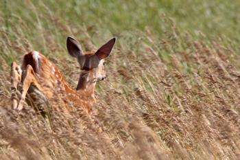 White tailed Deer fawn leaping through tall grass