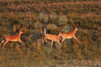White tailed Deer bucks running and leaping