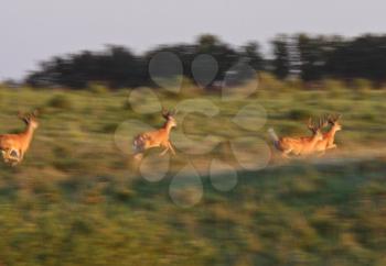 Blurred image of White tailed Deer bucks running