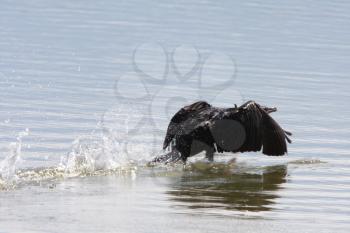 Cormorant taking flight from water