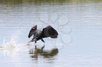 Cormorant taking flight from water