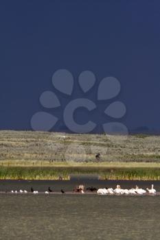 White Pelicans gathered on small sandbar with other water birds