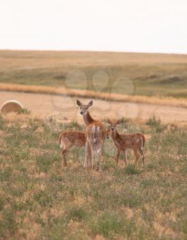 Doe with two fawns in scenic Saskatchewan