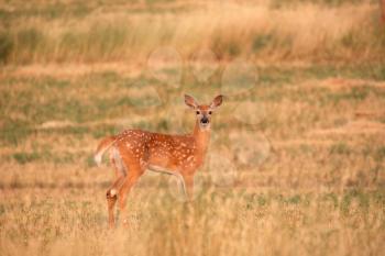 White-tailed fawn along a Saskatchewan barbed wire fence