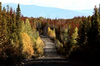 Fall colors and diseased trees in beautiful British Columbia 
