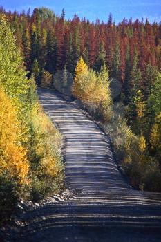 Fall colors and diseased trees in beautiful British Columbia 