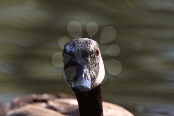 Close up of adult Canada Goose