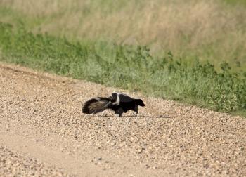 Striped Skunk (Mephitis mephitis) of the family Mustelidae, is characterized by its conspicuous black and white markings and use of a strong, highly offensive odor for defense. The scent glands of sku