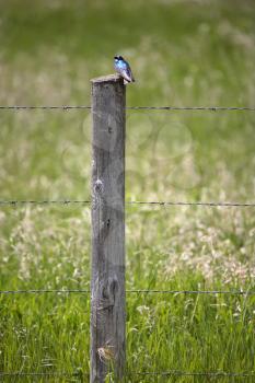 Tree Swallow (Tachycineta bicolor) is a migratory passerine bird of the swallow family Hirundinidae. It is 13.5 cm or 5 inches in length with a wingspan of 32 cm or 12.6 in. and an average weight of 2