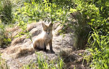 Fox Kit cub standing at den Canada