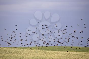 Flock of Black Birds in Flight in Saskatchewan Canada