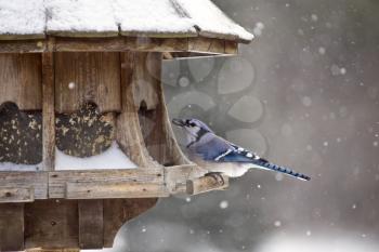 Blue Jay at Bird Feeder Winter Snow Storm Canada