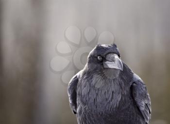 Raven in Winter Rocky Mountains Alberta Canada
