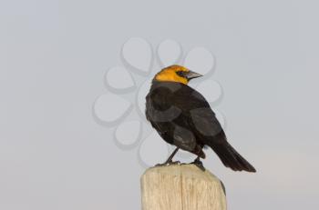 Yellow Headed Blackbird on post in Saskatchewan Canada