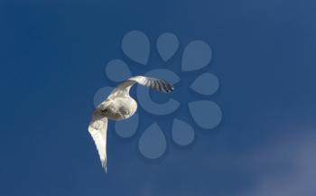 Snowy Owl in Flight blue sky end of day