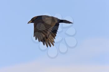 Crow Raven in Flight close up view