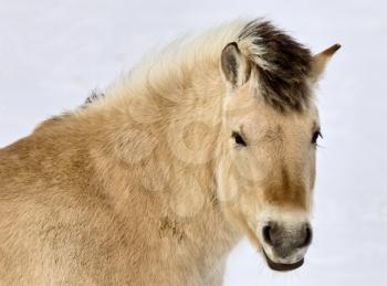 Lupine Horse Canada in winter close up Saskatchewan
