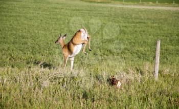 Deer and Fawn in a prairie field Saskatchewan