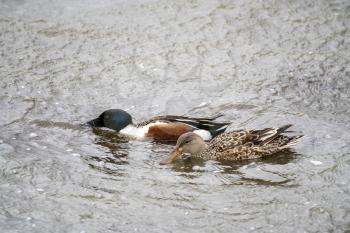 Mallard Duck Saskatchewan in a pond Springtime