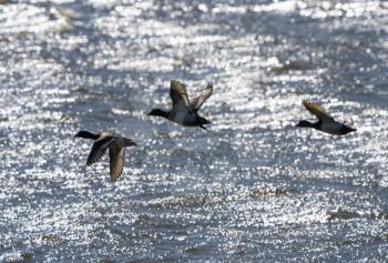 Mallard Duck Saskatchewan in flight Springtime Canada