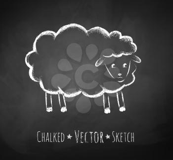 Chalkboard drawing of sheep. Vector illustration. Isolated.