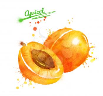 Watercolor illustration of apricot, whole and half with seed and paint smudges and splashes.