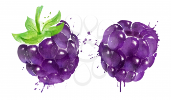 Watercolor isolated vector illustration of blackberry and paint smudges and splashes.
