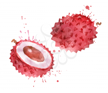 Watercolor isolated vector illustration of litchi, whole and half, with paint smudges and splashes.