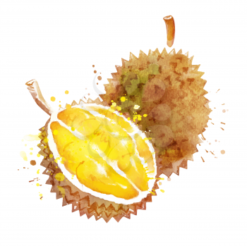 Watercolor isolated vector illustration of durian, whole and half, with paint smudges and splashes