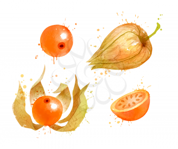 Watercolor isolated vector illustration of whole Physalis fruit and slices. With paint splashes.