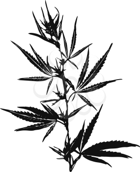 Vector illustration of Marijuana Leaves, Cannabis