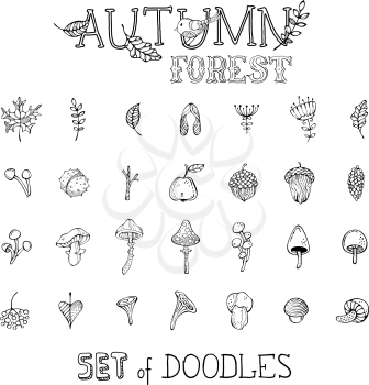 Mushrooms, acorns, fly agaric, chestnut, chanterelles, apple, rowan berries, flowers, autumn leaves and maple seeds. Can be used in colouring book.