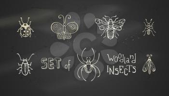 Hand-drawn butterfly, ladybird, ant, spider, bee, bug, and moth on blackboard background.