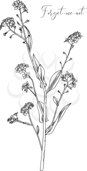 Vector outline illustration of woodland flower isolated on white background.