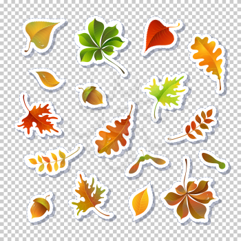 Autumn leaves vector illustrations set. Foliage stickers isolated on transparent background. Cartoon green, red and yellow leafage drawings pack. Botanical composition. Frondage collection