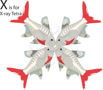 Royalty Free Clipart Image of four x-ray tetras making the letter 'X'