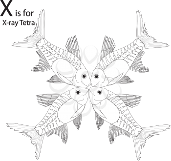Royalty Free Clipart Image of four x-ray tetra's making the letter 'X'