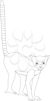 Royalty Free Clipart Image of a Lemur
