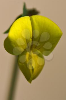 colse up of a yellow  lotus maritimus leguminose genista 