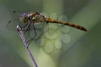  wild black yellow dragonfly on a wood branch  in the bush
