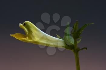 yellow flower medicago falcata leguminose