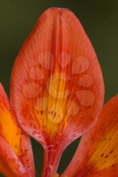 a part of a red lily and the green background