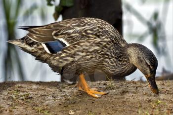 a brown duck eating in the earth