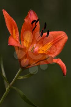 a orange  lily in a green garden