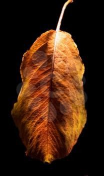 a leaf in autumn whit a ligh white